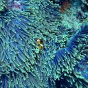 Sea coral  screen for extension Chrome web store in OffiDocs Chromium