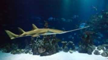 Free download Sea Creatures free photo or picture to be edited with GIMP online image editor