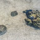 Sea creatures on the sandy shore  screen for extension Chrome web store in OffiDocs Chromium