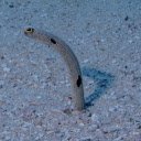 Sea Eel  screen for extension Chrome web store in OffiDocs Chromium