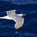 Seagull  screen for extension Chrome web store in OffiDocs Chromium