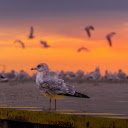 Seagull at Dusk  screen for extension Chrome web store in OffiDocs Chromium