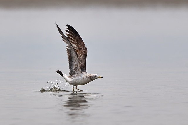Free download seagull bird animal flight sea free picture to be edited with GIMP free online image editor