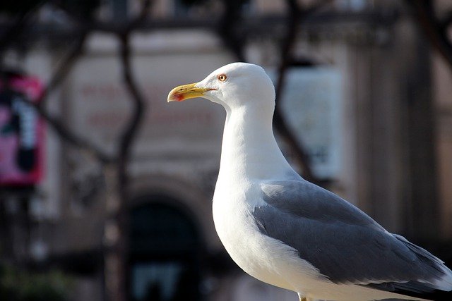 Free graphic seagull bird beak feathers bill to be edited by GIMP free image editor by OffiDocs