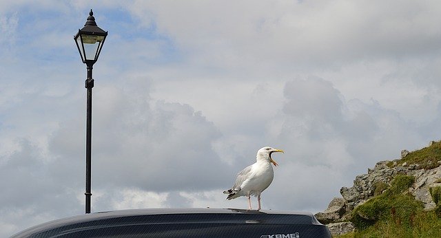 Kostenloser Download von Sea Gull Bird Song Cornwall kostenloses Bild, das mit dem kostenlosen Online-Bildeditor GIMP bearbeitet werden kann