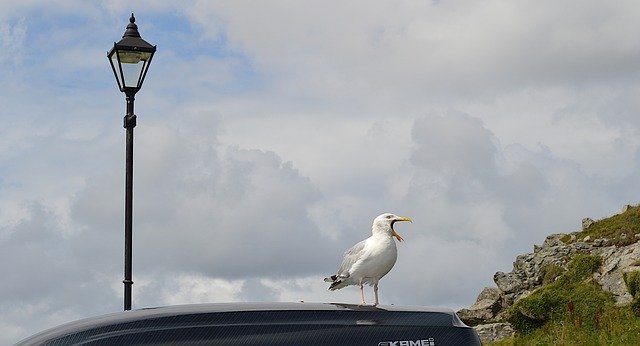 Free download sea gull bird song cornwall free picture to be edited with GIMP free online image editor