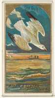 Free download Seagull, from the Birds of America series (N4) for Allen & Ginter Cigarettes Brands free photo or picture to be edited with GIMP online image editor