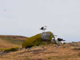 Free download Sea gull gossip on Magdalena Island free photo or picture to be edited with GIMP online image editor