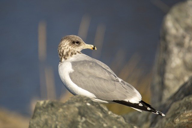 जीआईएमपी मुफ्त ऑनलाइन छवि संपादक के साथ संपादित करने के लिए मुफ्त डाउनलोड सीगल गल पक्षी जीव एवियन मुक्त चित्र