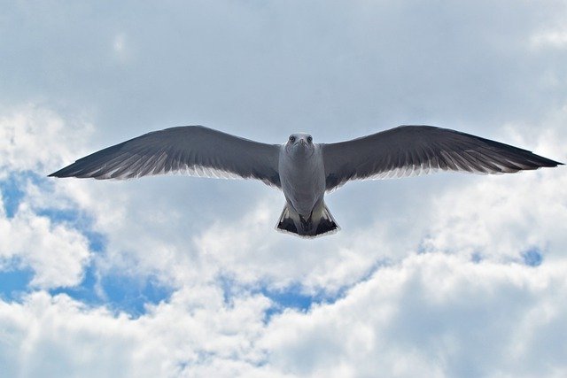 Free graphic seagull gull bird wildlife sea to be edited by GIMP free image editor by OffiDocs