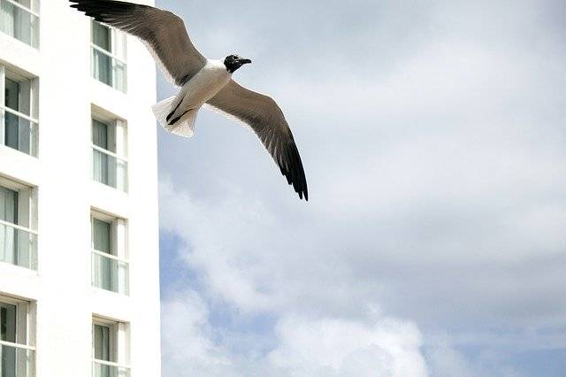 Бесплатно скачайте бесплатный шаблон фотографии Seagull Hotel Costa для редактирования с помощью онлайн-редактора изображений GIMP