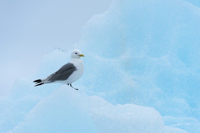 Descarga gratuita Seagull Iceberg Nature: foto o imagen gratuita para editar con el editor de imágenes en línea GIMP