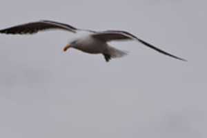 Free download Sea gull in flight at Magdalena Island, Chile free photo or picture to be edited with GIMP online image editor