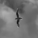 Seagull in Flight Black and White  screen for extension Chrome web store in OffiDocs Chromium