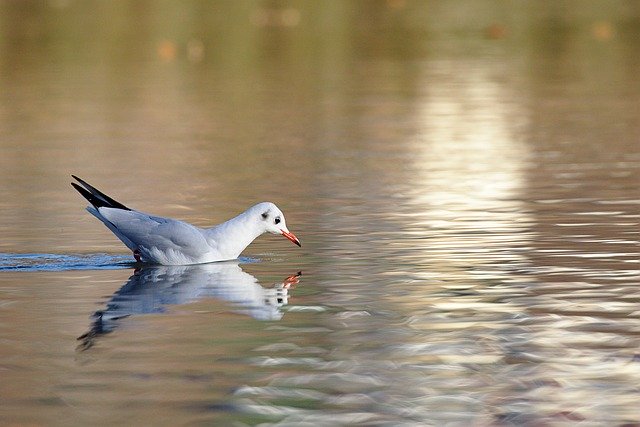 تنزيل Seagull Lake Water مجانًا - صورة أو صورة مجانية ليتم تحريرها باستخدام محرر الصور عبر الإنترنت GIMP