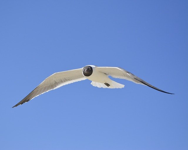 Free download seagull laughing gull nc blue sky free picture to be edited with GIMP free online image editor