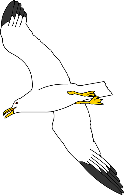 Безкоштовно завантажити Seagull Ocean Avian Безкоштовна векторна графіка на Pixabay, безкоштовна ілюстрація для редагування онлайн-редактором зображень GIMP