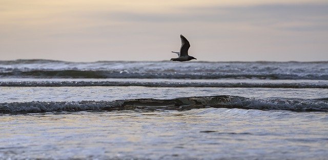 Free download seagull ocean wave sky bird free picture to be edited with GIMP free online image editor