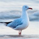 Seagull On Beach  screen for extension Chrome web store in OffiDocs Chromium