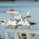 Seagull on Railing  screen for extension Chrome web store in OffiDocs Chromium