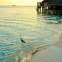 seagulls and seashore  screen for extension Chrome web store in OffiDocs Chromium