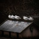 Seagulls and small house  screen for extension Chrome web store in OffiDocs Chromium