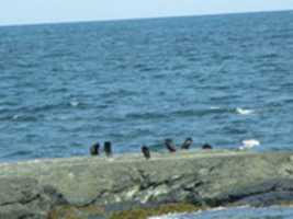 Free download Seagulls at Brenton Park Ocean free photo or picture to be edited with GIMP online image editor