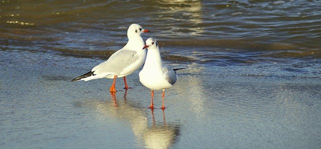 Безкоштовно завантажте безкоштовний фотошаблон Seagulls Beach Coast для редагування в онлайн-редакторі зображень GIMP