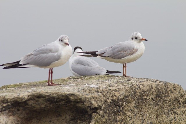 قم بتنزيل صورة مجانية لطيور النورس والطيور الصخرية والبحر والضباب لتحريرها باستخدام محرر الصور المجاني عبر الإنترنت GIMP