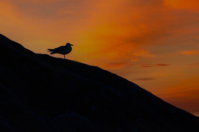 Free download seagull sea sunset silhouette free picture to be edited with GIMP free online image editor