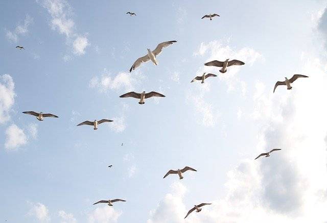 دانلود رایگان مرغ دریایی پرواز پرندگان آسمان آزادی تصویر رایگان برای ویرایش با ویرایشگر تصویر آنلاین رایگان GIMP
