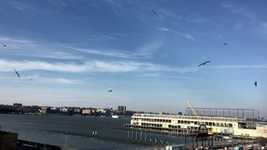 Free download Seagulls Flock Coast -  free video to be edited with OpenShot online video editor