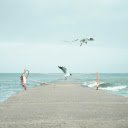 Seagulls Flying over a Concrete Pier  screen for extension Chrome web store in OffiDocs Chromium