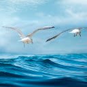 Seagulls fly over the sea  screen for extension Chrome web store in OffiDocs Chromium