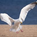 Seagull Spreading Wings  screen for extension Chrome web store in OffiDocs Chromium