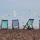 Seagulls spread their wings  screen for extension Chrome web store in OffiDocs Chromium