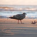 SEAGULL Theme  screen for extension Chrome web store in OffiDocs Chromium