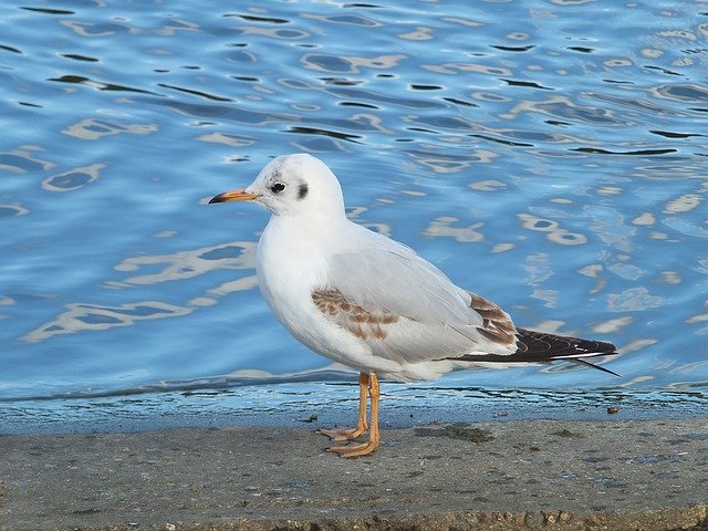 Free download seagull wildlife na nature bird free picture to be edited with GIMP free online image editor