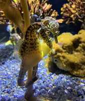 Unduh gratis Seahorses in Love foto atau gambar gratis untuk diedit dengan editor gambar online GIMP