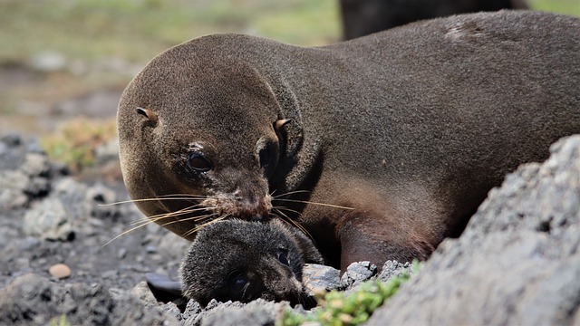 Free download seal baby mother and child whiskers free picture to be edited with GIMP free online image editor