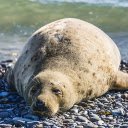 Sea lion  screen for extension Chrome web store in OffiDocs Chromium