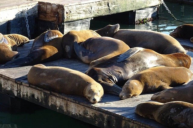 Free download sea lion animal marine wildlife free picture to be edited with GIMP free online image editor