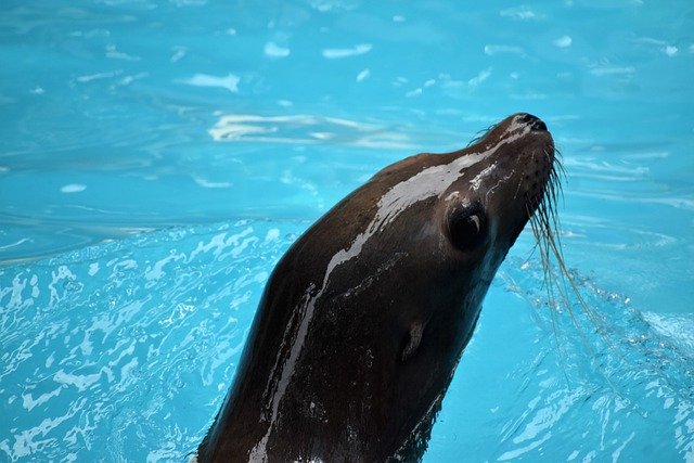تنزيل صورة مجانية من حديقة حيوان أسد المحيط ، حديقة حيوانات هيوستن ، ليتم تحريرها باستخدام محرر الصور المجاني على الإنترنت GIMP