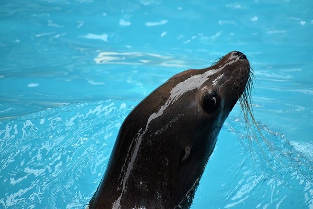 Free download sea lion ocean park houston zoo free picture to be edited with GIMP free online image editor