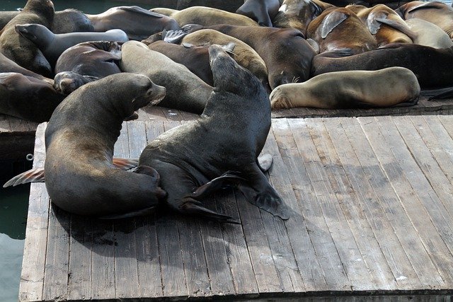 Free download sea lions animals seal mammal free picture to be edited with GIMP free online image editor