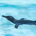 Seals swim  screen for extension Chrome web store in OffiDocs Chromium
