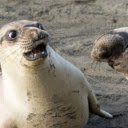 Seal: The Playful and Agile Ocean Swimmer  screen for extension Chrome web store in OffiDocs Chromium