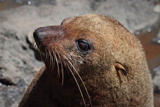 Free download seal whiskers new zealand fur free picture to be edited with GIMP free online image editor