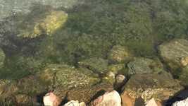 Free download Sea Marine Reefs -  free video to be edited with OpenShot online video editor
