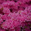 Sea of ​​pink flowers  screen for extension Chrome web store in OffiDocs Chromium